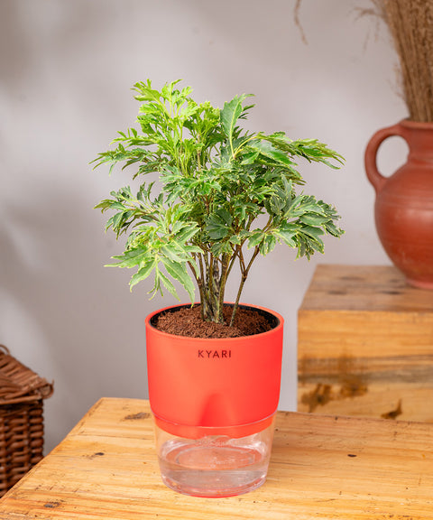 Aralia Green Plant