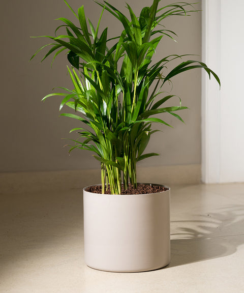 Areca Palm with Zen Planter