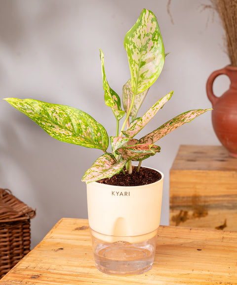 Aglaonema Snow White Plant - BYOB