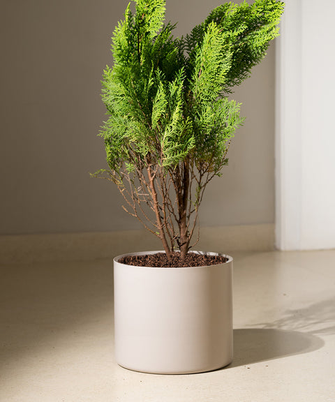 Thuja Plant with Zen Planter