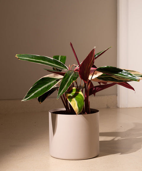 Calathea Triostar Plant