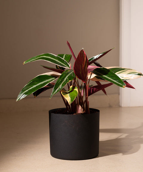 Calathea Triostar Plant