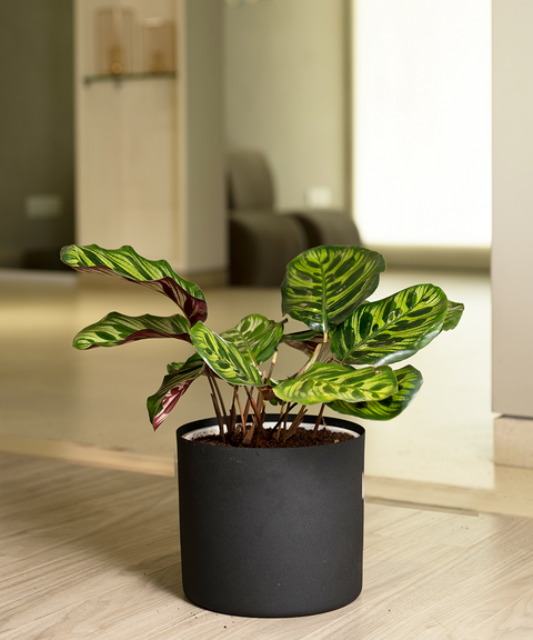 Calathea Peacock with Zen Planter