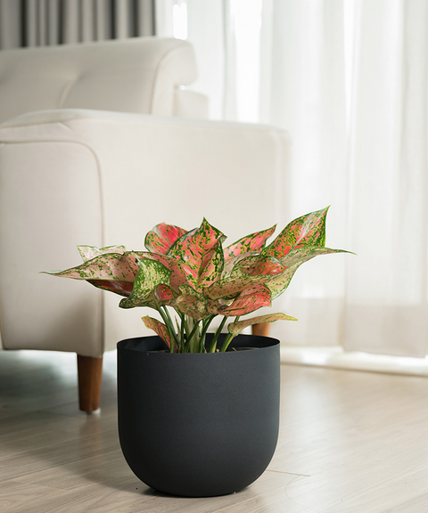 Aglaonema Pink Valentine Plant