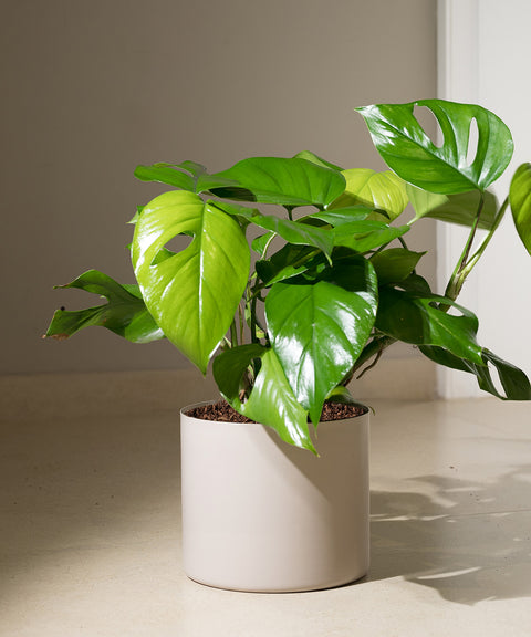 Monstera Deliciosa with Zen Planter