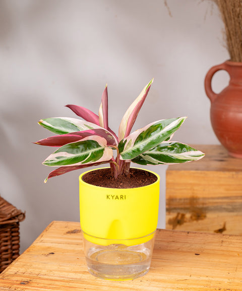 Calathea Triostar Plant