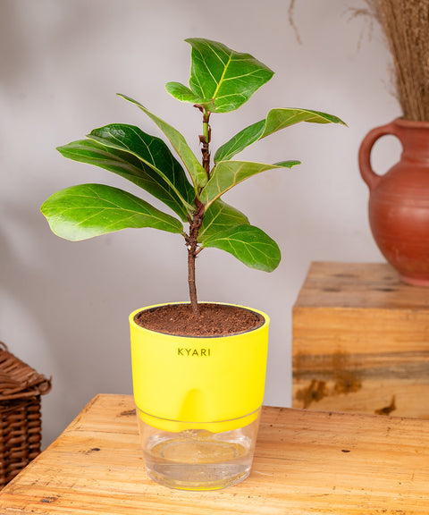 Fiddle Fig Plant