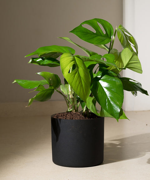 Monstera Deliciosa with Zen Planter