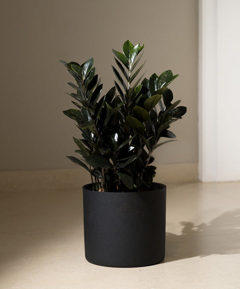 ZZ Black with Zen Planter