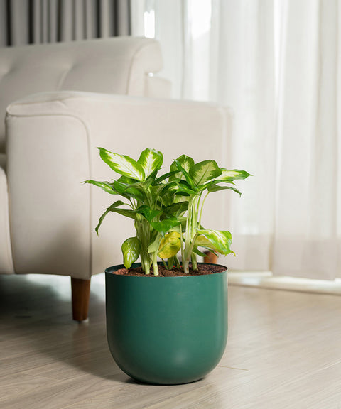 Dieffenbachia with Arbor Planter