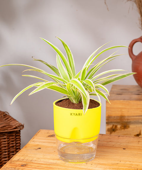 Spider Plant - BYOB