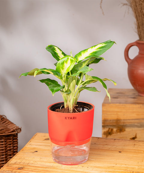 Dieffenbachia Plant