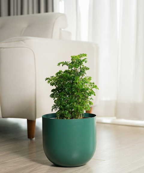 Aralia Green with Arbor Planter