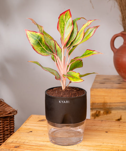 Aglaonema Lipstick Plant