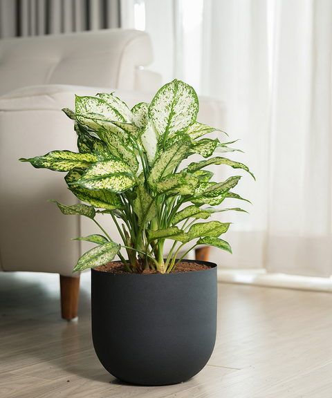 Aglaonema Snow White Plant