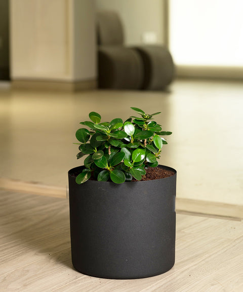 Ficus Microcarpa with Zen Planter