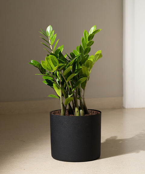 ZZ Green with Zen Planter