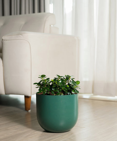 Ficus Microcarpa with Arbor Planter