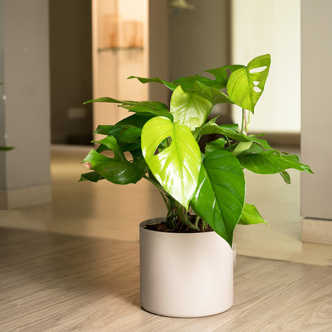 Monstera Deliciosa with Zen Planter