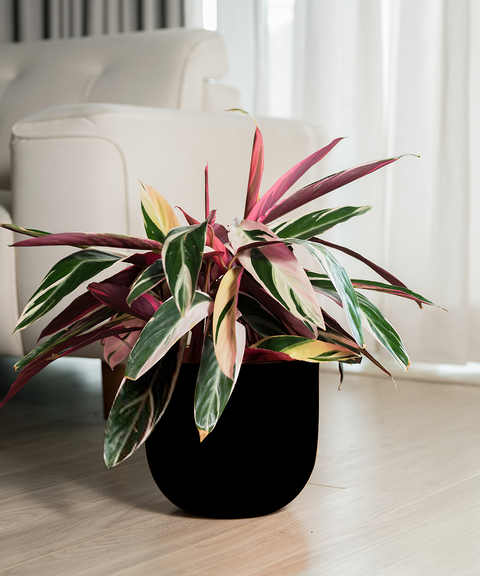 Calathea Triostar Plant