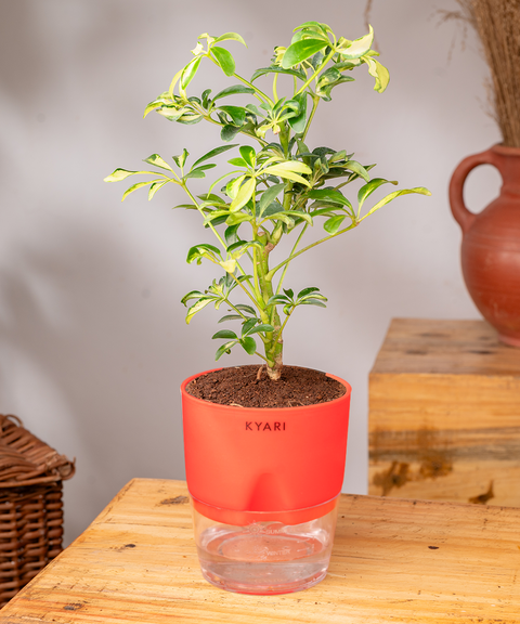 Schefflera Variegated Plant With Self Watering Pot