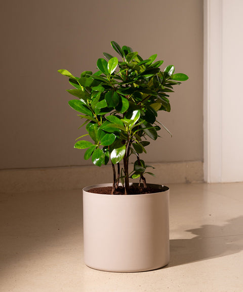 Ficus Moclame Plant with Zen Planter