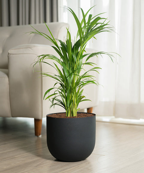 Areca Palm Plant