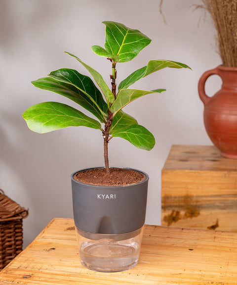 Fiddle Fig Plant - BYOB