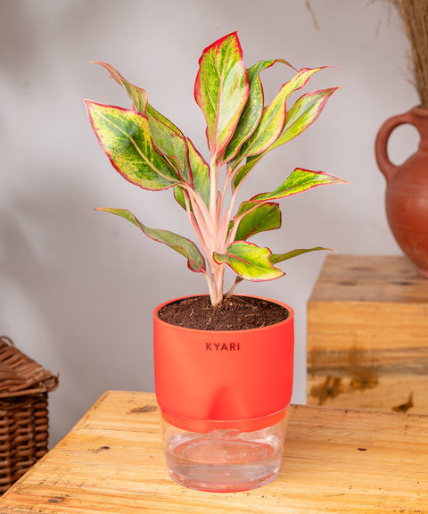 Aglaonema Lipstick Plant