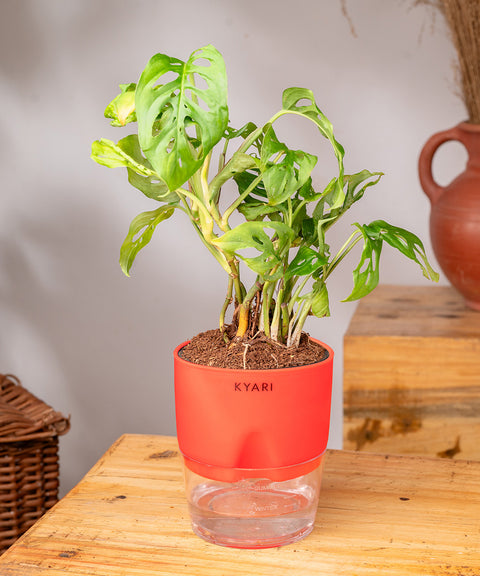 philodendron broken heart Philodendron Broken Heart Plant With Self Watering Pot