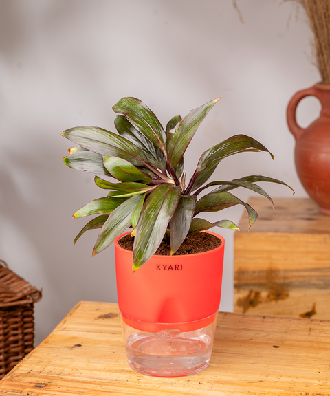 Dracaena Compacta Plant - BYOB