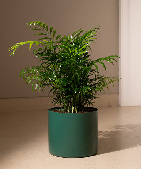 Chamaedorea Palm with Zen Planter