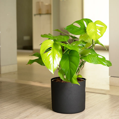 Monstera Deliciosa with Zen Planter