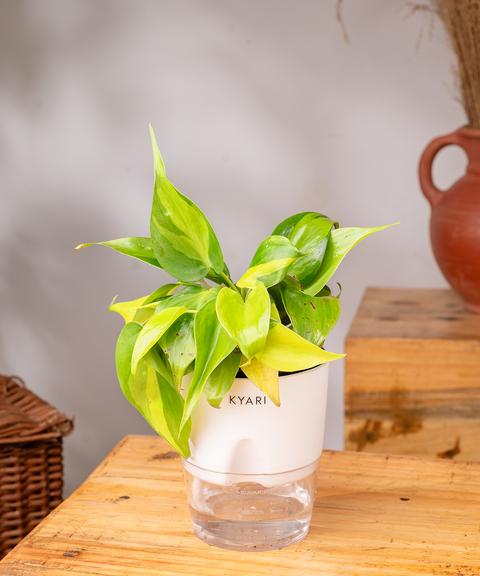 philodendron buy india Philodendron Brasil Plant With Self Watering Pot