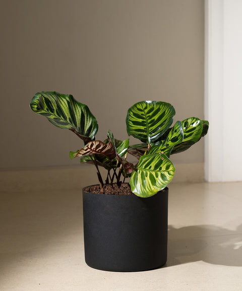 Calathea Peacock with Zen Planter