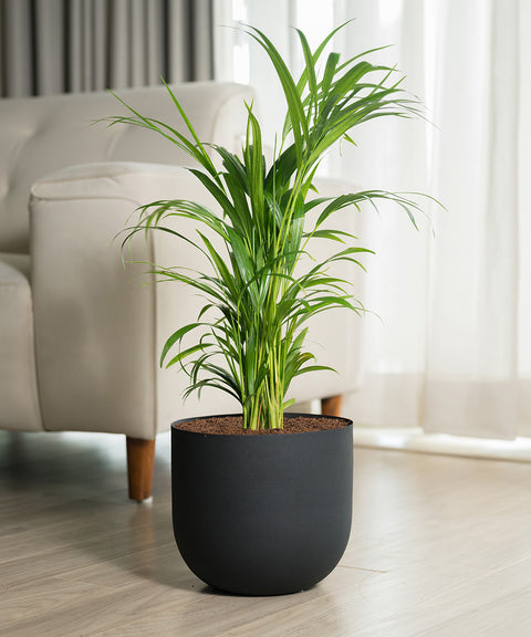 Areca palm with Arbor Planter