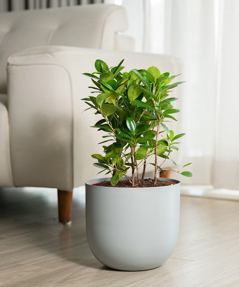 Ficus Moclame Plant with Arbor Planter