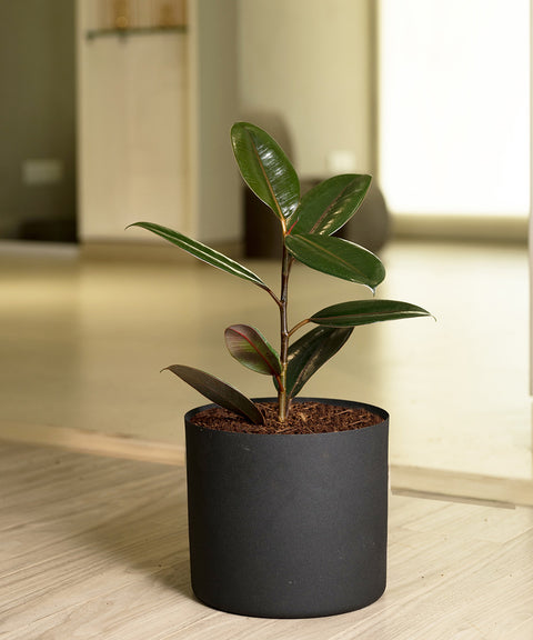 Black Rubber with Zen Planter