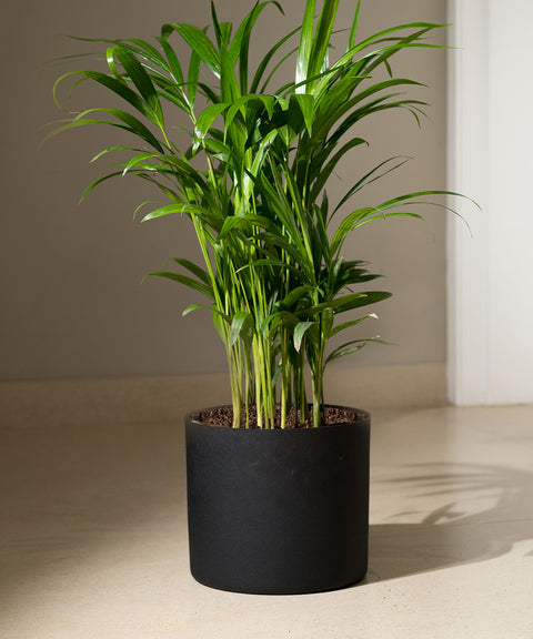 Areca Palm with Zen Planter