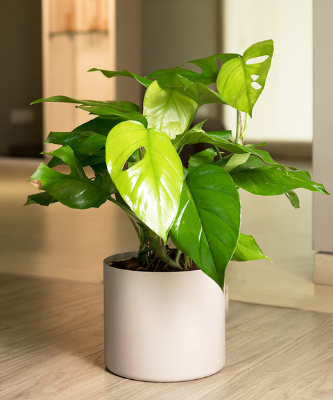 Monstera Deliciosa with Zen Planter