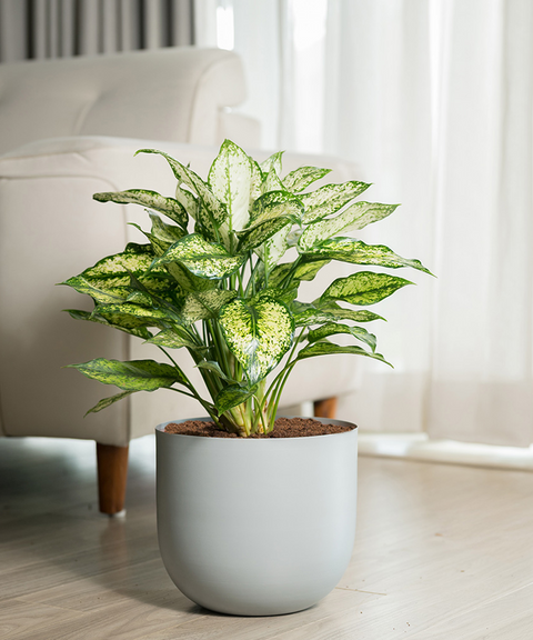 Aglaonema Snow White Plant