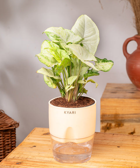 Syngonium Pixie White Plant - BYOB