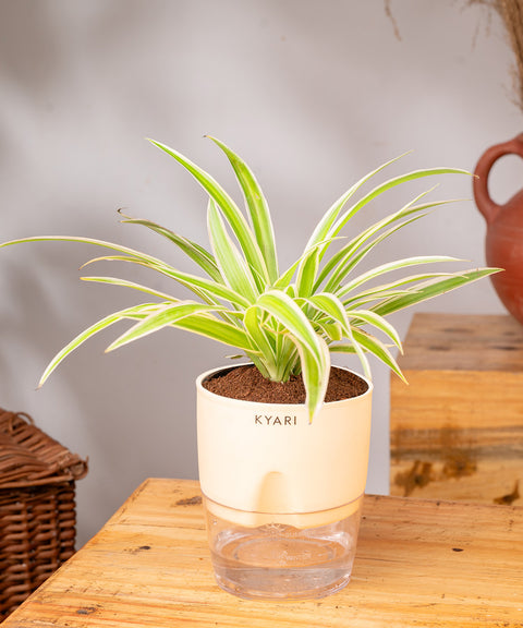 Spider Plant