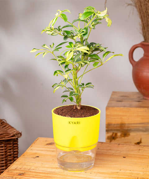 Ficus Safari Plant - BYOB