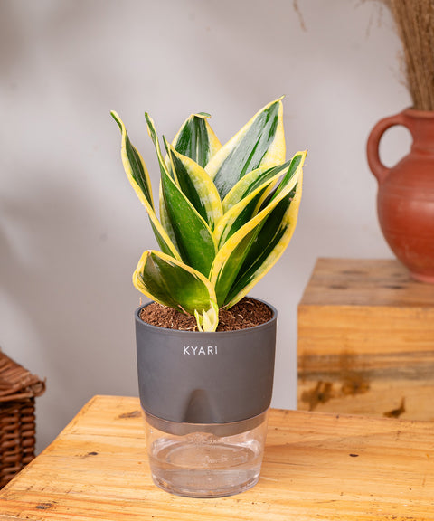 Golden Hahnii Snake Plant