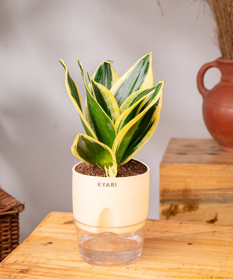 Golden Hahnii Snake Plant