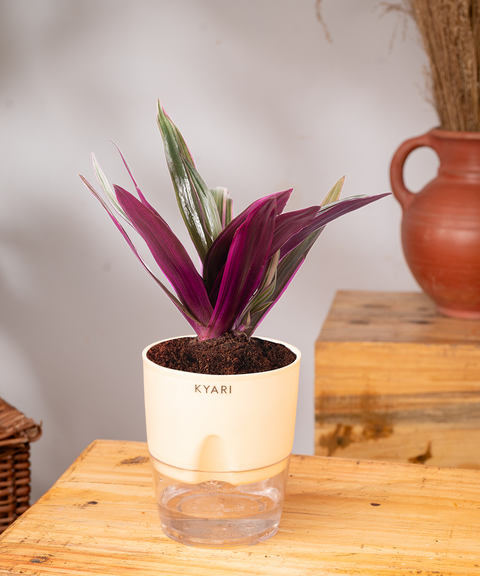 Oyster Plant With Self Watering Pot