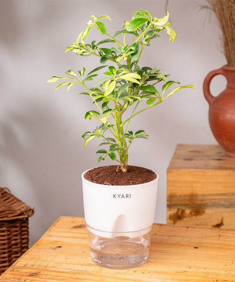 Ficus Safari Plant - BYOB