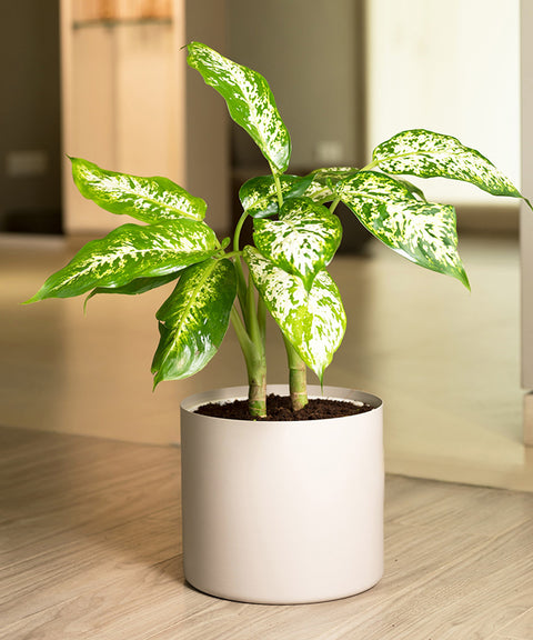 Dieffenbachia Cheetah with Zen Planter