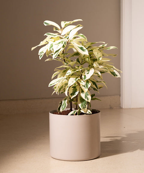 Ficus Safari Plant